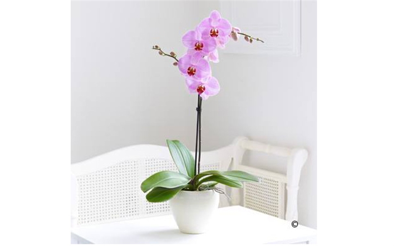Hoa lan hồ điệp màu hồng 1 cành