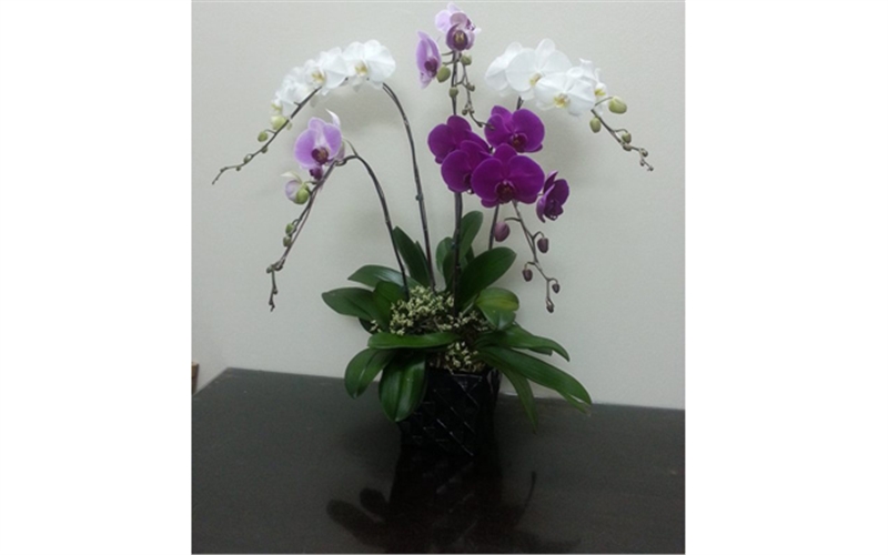 lan ho diep trang, lan ho diep tim, hoa lan ho diep mau tim