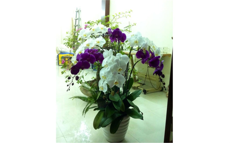 chau lan ho diep trang 9 cay