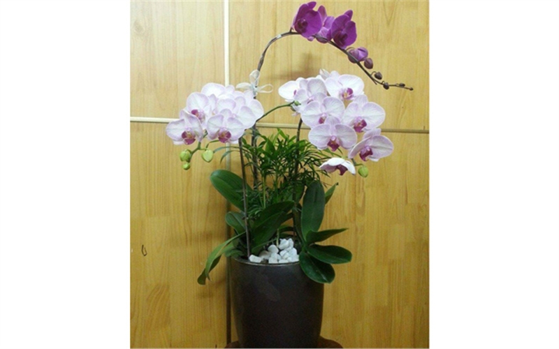 lan hồ điệp đà lạt màu tím tía