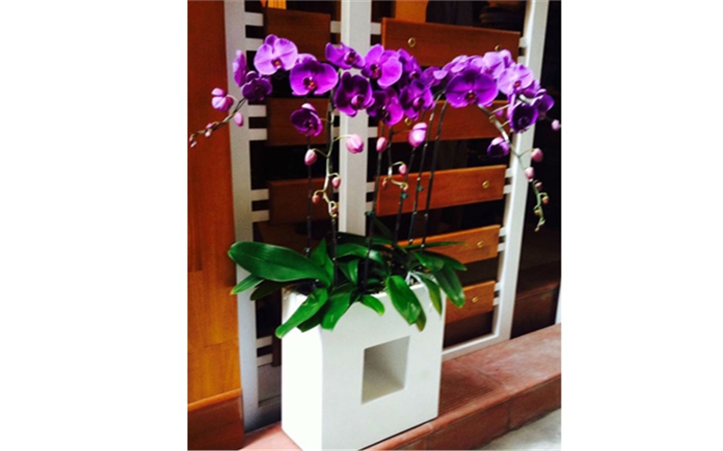 hoa lan ho diep da lat tim