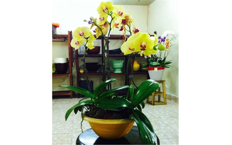 chau hoa lan ho diep vang, Chậu hoa lan hồ điệp tặng năm mới