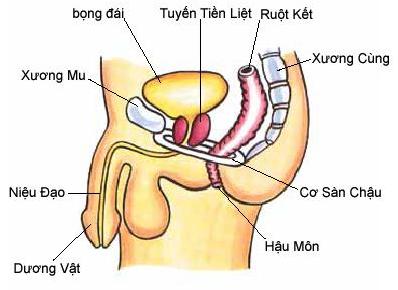 vien-uong-blakmore-prostate-health-fomula